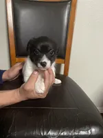 Oreo , a female Shih Tzu for sale in Vancouver, WA – Photo 2 of 3