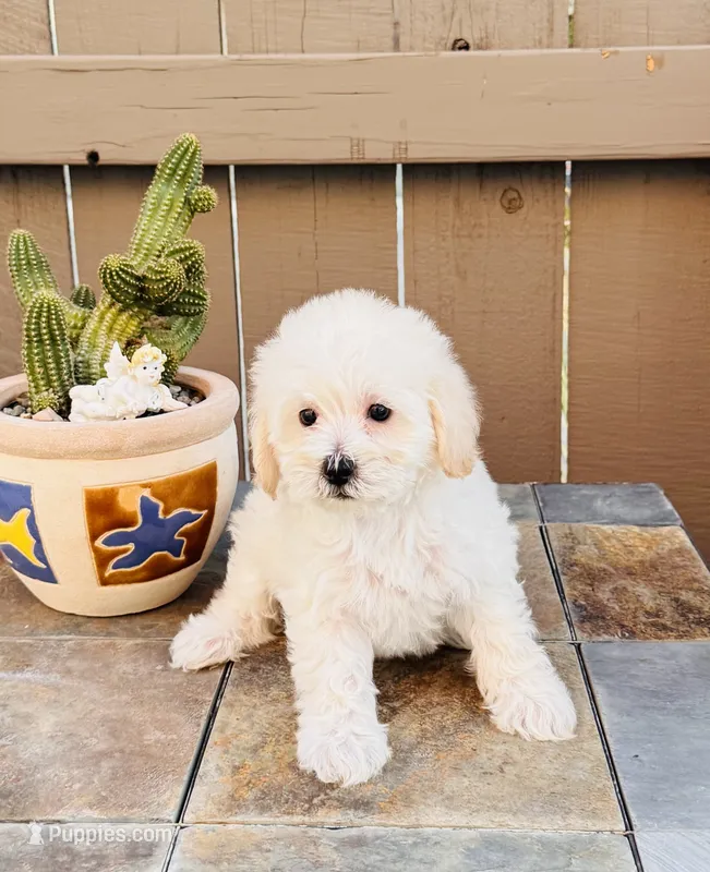 Shiloh – Maltipoo puppy for sale in Los Angeles, CA