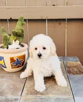 Shiloh, a female Maltipoo for sale in Los Angeles, CA – 1 of 10