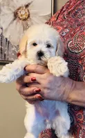 Marla, a female Maltipoo for sale in Los Angeles, CA – 4 of 10