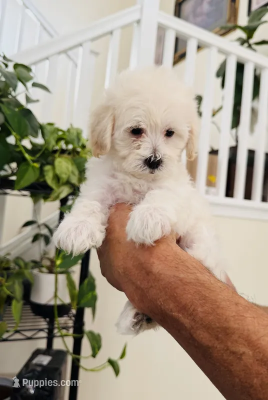 Bella – Maltipoo puppy for sale in Los Angeles, CA