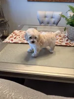 Marla, a female Maltipoo for sale in Los Angeles, CA – 10 of 10