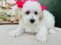 Frida, a female Maltipoo for sale in Los Angeles, CA – 5 of 10