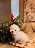 Bailey, a male Maltipoo for sale in Los Angeles, CA – 9 of 10
