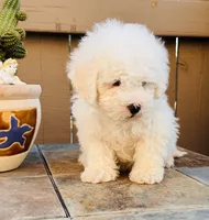 Tobi, a male Maltipoo for sale in Los Angeles, CA – 8 of 10