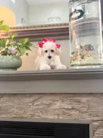 Frida, a female Maltipoo for sale in Los Angeles, CA – 8 of 10