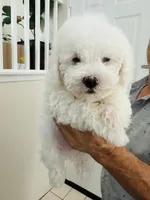 Tobi, a male Maltipoo for sale in Los Angeles, CA – 1 of 10