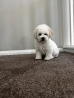 Jasper, a male Maltipoo for sale in Los Angeles, CA – 9 of 9