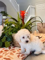 Shiloh, a female Maltipoo for sale in Los Angeles, CA – 8 of 10