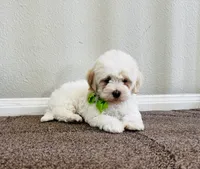 J A C K, a male Maltipoo for sale in Los Angeles, CA – 5 of 5