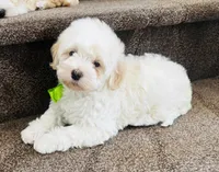 J A C K, a male Maltipoo for sale in Los Angeles, CA – 3 of 5