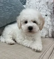 Jasper, a male Maltipoo for sale in Los Angeles, CA – 4 of 9