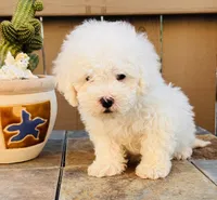 Tobi, a male Maltipoo for sale in Los Angeles, CA – 4 of 10