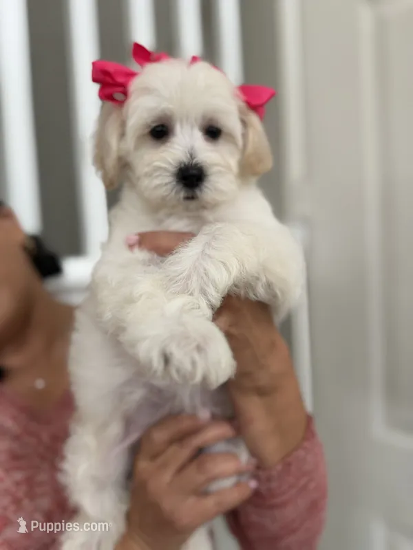 Frida, a female Maltipoo for sale in Los Angeles, CA – 1 of 10