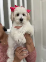 Frida, a female Maltipoo for sale in Los Angeles, CA – 1 of 10