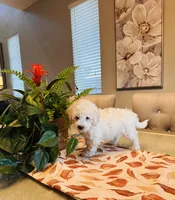 Bailey, a male Maltipoo for sale in Los Angeles, CA – 10 of 10