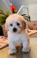 Marla, a female Maltipoo for sale in Los Angeles, CA – 2 of 10