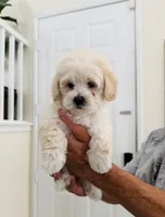 Marla, a female Maltipoo for sale in Los Angeles, CA – 9 of 10
