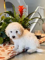 Shiloh, a female Maltipoo for sale in Los Angeles, CA – 10 of 10