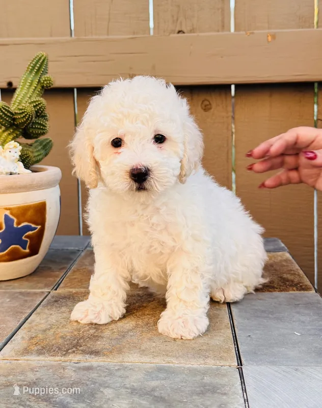 Bailey – Maltipoo puppy for sale in Los Angeles, CA