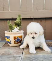 Shiloh, a female Maltipoo for sale in Los Angeles, CA – 6 of 10