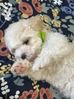 J A C K, a male Maltipoo for sale in Los Angeles, CA – 2 of 5