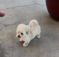Marla, a female Maltipoo for sale in Los Angeles, CA – 3 of 10
