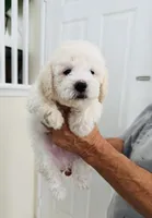 Bailey, a male Maltipoo for sale in Los Angeles, CA – 6 of 10