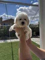 Jasper, a male Maltipoo for sale in Los Angeles, CA – 6 of 9
