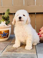 Bailey, a male Maltipoo for sale in Los Angeles, CA – 3 of 10