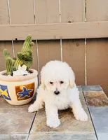 Shiloh, a female Maltipoo for sale in Los Angeles, CA – 3 of 10