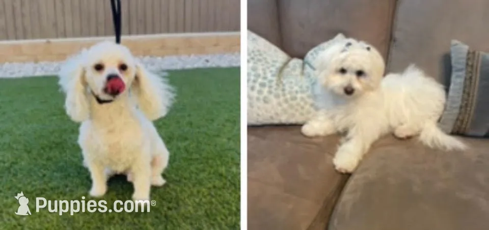 Snoopy Male, a male Maltipoo for sale in Los Angeles, CA – 9 of 9