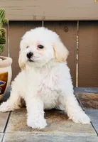 Shiloh, a female Maltipoo for sale in Los Angeles, CA – 4 of 10