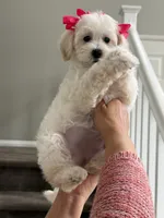 Frida, a female Maltipoo for sale in Los Angeles, CA – 6 of 10