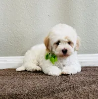 J A C K, a male Maltipoo for sale in Los Angeles, CA – 4 of 5