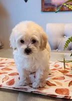 Marla, a female Maltipoo for sale in Los Angeles, CA – 6 of 10