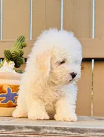 Tobi, a male Maltipoo for sale in Los Angeles, CA – 7 of 10