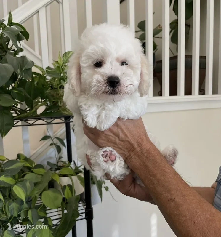 Jasper, a male Maltipoo for sale in Los Angeles, CA – 1 of 9