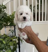 Jasper, a male Maltipoo for sale in Los Angeles, CA – 1 of 9