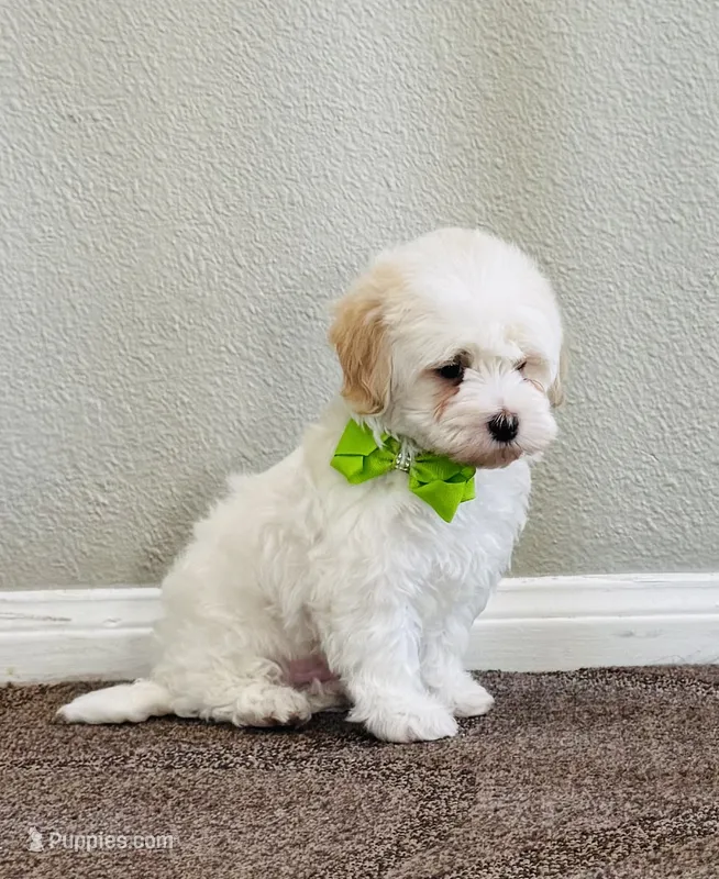 J A C K, a male Maltipoo for sale in Los Angeles, CA – 1 of 5