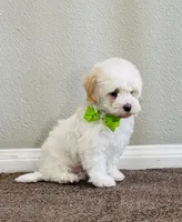 J A C K, a male Maltipoo for sale in Los Angeles, CA – 1 of 5