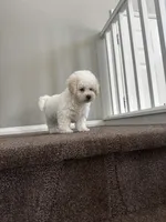 Jasper, a male Maltipoo for sale in Los Angeles, CA – 7 of 9