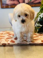 Marla, a female Maltipoo for sale in Los Angeles, CA – 5 of 10