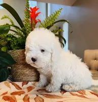 Tobi, a male Maltipoo for sale in Los Angeles, CA – 10 of 10