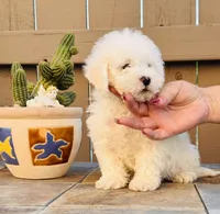 Tobi, a male Maltipoo for sale in Los Angeles, CA – 3 of 10