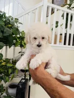 Shiloh, a female Maltipoo for sale in Los Angeles, CA – 2 of 10