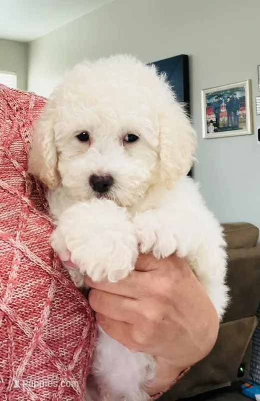 Bruno – Maltipoo puppy for sale in Los Angeles, CA