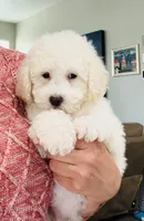 Bruno, a male Maltipoo for sale in Los Angeles, CA – 1 of 10