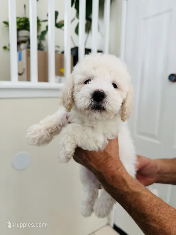 Bailey – Maltipoo puppy for sale in Los Angeles, CA
