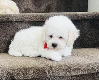 Jasper, a male Maltipoo for sale in Los Angeles, CA – 5 of 9